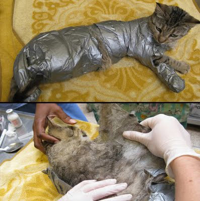  duct taped cat
