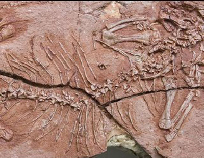 พบ ฟอสซิล สิ่งมีชีวิตบนต้นไม้ เก่าแก่สุดอายุ 260 ล้านปี