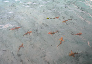 มัลดีฟส์