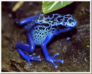 Poison Dart Frog - กบลูกดอก