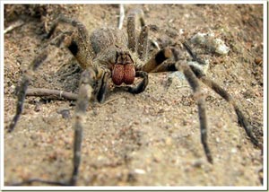 The Brazilian wandering spider - แมงมุมบราซิล