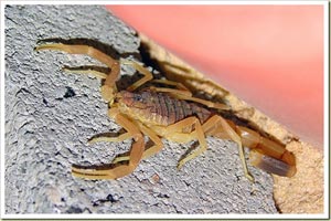 Death Stalker Scorpion -แมงป่องพันธุ์ เดธท์ สตอลเกอร์