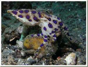 Blue-Ringed Octopus - ปลาหมึกแหวนน้ำเงิน