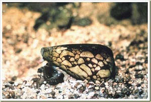 Marbled Cone Snail -หอยเต้าปูนลายหินอ่อน