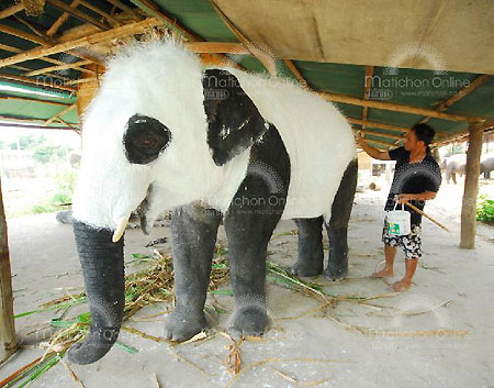 พลายพันล้าน ช้างไทยกลายเป็นช้างแพนด้า