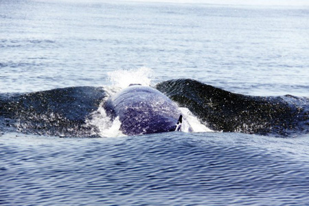 วาฬบรูด้า