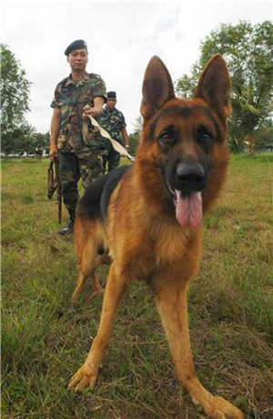 สุนัขทหาร
