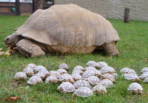 ตะ ตะ เต่า!! เต่ายักษ์กับลูก ๆ ตัวน้อยอีก 45 ตัว