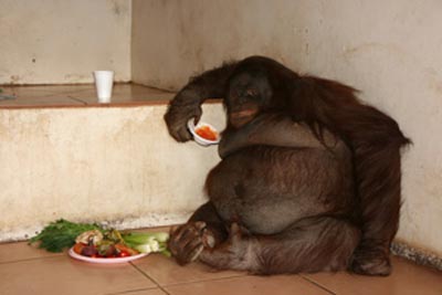 ลิงอุรังอุตังสาวเข้าคอร์สรีดน้ำหนักเพื่อสุขภาพ