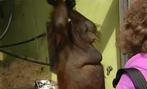 ลิงอุรังอุตังสาวเข้าคอร์สรีดน้ำหนักเพื่อสุขภาพ