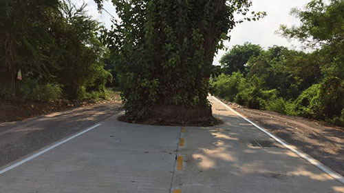 เทศบาลท่ามะกา เผยชาวบ้านไม่ให้ตัดต้นโพธิ์-เล็งซื้อที่ดินขยายถนน 