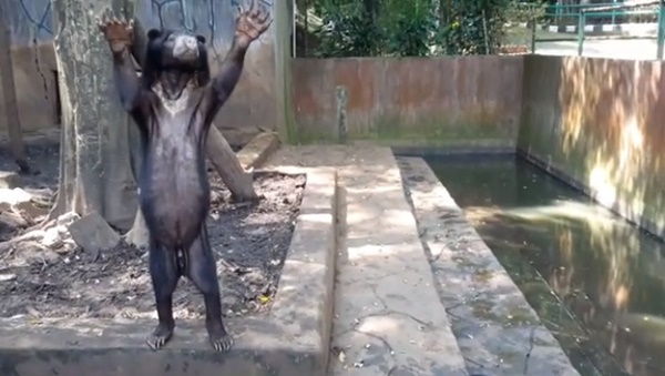 หมีในสวนสัตว์อินโดนีเซีย ถูกทิ้งให้อดอยากหิวโซ