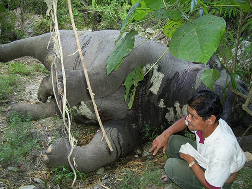ช้างป่าตาย