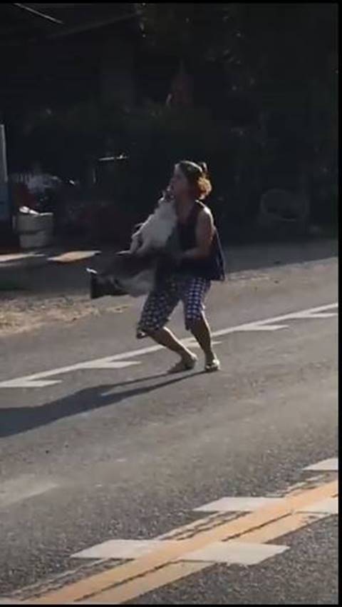 สาวช่วยหมาโดนรถเหยียบกลางถนน