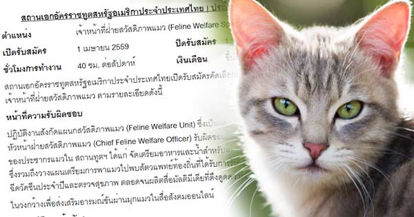 สถานทูตอเมริกาที่ไทย รับสมัคร จนท.สวัสดิภาพแมว