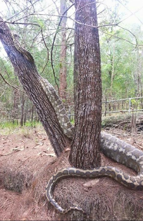 แม่เจ้า ! งูหลามยักษ์พาดตัวบนต้นไม้ ขนาดใหญ่จนตะลึง