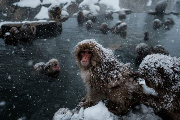 ญี่ปุ่นฆ่าลิงหิมะ 57 ตัว เหตุมียีนส์ต่างถิ่น ผิดกฎหมายคุ้มครองสัตว์ของประเทศ