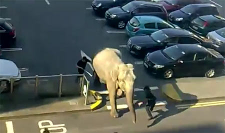 ช้างวิ่งวุ่น หนีจากคณะละครสัตว์ในไอร์แลนด์