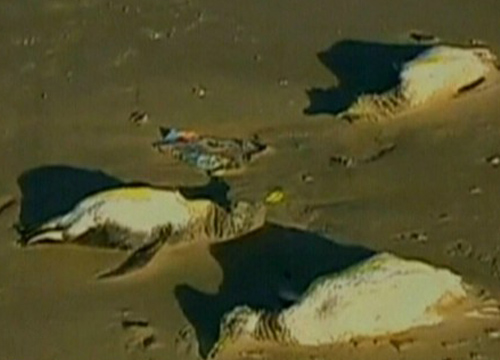 เพนกวินบราซิลตายปริศนา 500 ตัว
