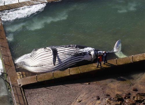 ซากวาฬยักษ์ถูกซัดลอยเกยตื้นสระว่ายน้ำริมทะเล