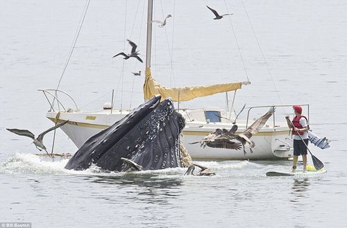 ภาพน่าทึ่ง! วาฬยักษ์โผล่กินเหยื่อต่อหน้านักท่องเที่ยวมะกัน