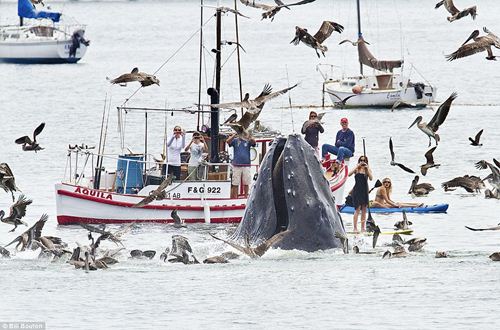 ภาพน่าทึ่ง! วาฬยักษ์โผล่กินเหยื่อต่อหน้านักท่องเที่ยวมะกัน
