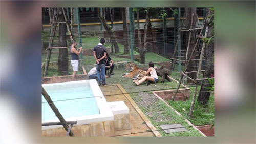 นักท่องเที่ยวออสซี่ ถูกเสือตะปบเย็บ 29 เข็ม ที่สวนเสือ จ.ภูเก็ต