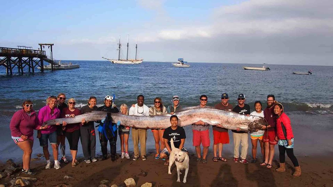 พบปลาพญานาคยาว 5 เมตรนอกชายฝั่งแคลิฟอร์เนีย 