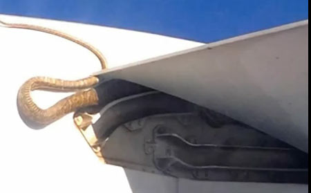 งูตัวเบ้งโผล่บนปีกเครื่องบินแควนตัส