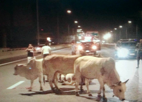 รถตู้ชนวัว ตาย 2 ตัว หลังวัวเดินขึ้นทางด่วนศรีรัช 