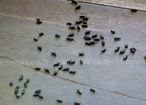 แมลงนับล้านบุกยึดบ้านที่ปราจีนบุรี เจ้าของต้องอพยพหนี