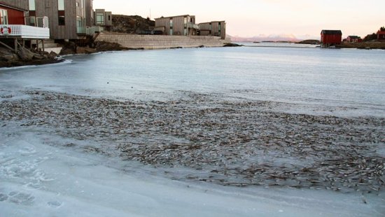 นอร์เวย์หนาวฉับพลัน ปลานับพันถูกแช่แข็งคาอ่าวน้ำแข็ง
