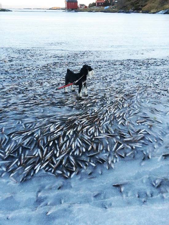 นอร์เวย์หนาวฉับพลัน ปลานับพันถูกแช่แข็งคาอ่าวน้ำแข็ง