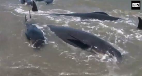 วาฬนำร่อง 39 ตัว เกยตื้นตายริมหาดนิวซีแลนด์