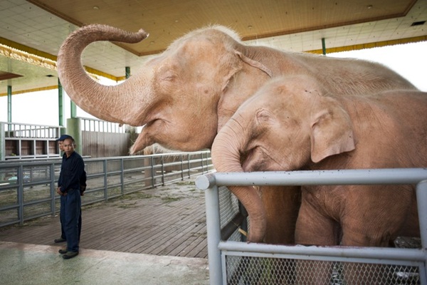 เมียนมาร์จับช้างเผือก