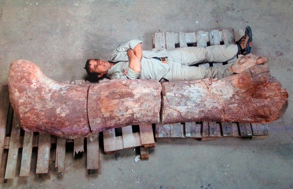 พบฟอสซิลไดโนเสาร์ในอาร์เจนตินา คาดเป็นพันธุ์ใหญ่ที่สุดในโลก 