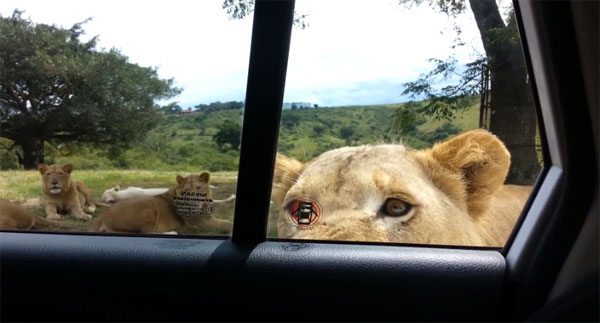เกือบไปแล้ว สิงโตเปิดประตูรถนักท่องเที่ยวขณะชมซาฟารีปาร์ค