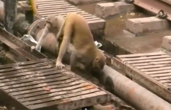 คลิปลิงพยายามช่วยชีวิตเพื่อนถูกไฟดูด สุดท้ายฟื้นได้จริง