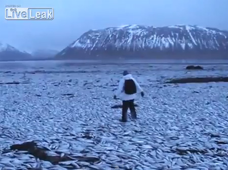 ปลาแฮร์ริ่งตายปริศนาเกลื่อนชายหาดไอซ์แลนด์