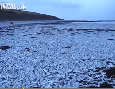ปลาแฮร์ริ่งตายปริศนาเกลื่อนชายหาดไอซ์แลนด์