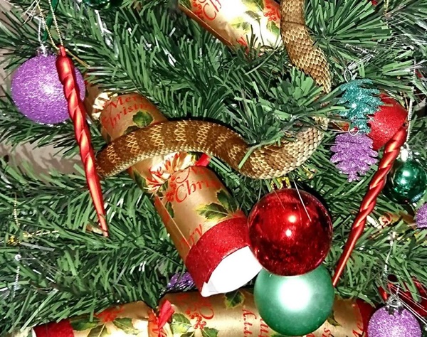 งูตัวใหญ่แอบซ่อนในต้นคริสต์มาส