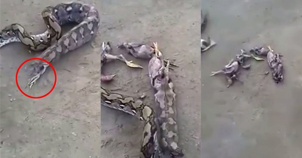 งูหลามจัดหนักเขมือบไก่ทีเดียว 5 ตัว 