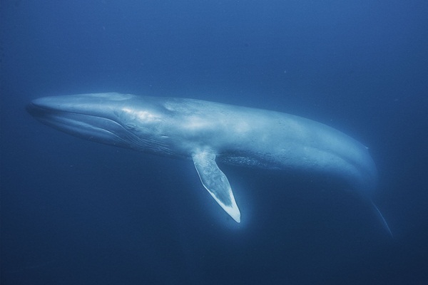 วาฬสีน้ำเงิน