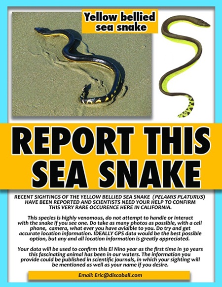 งูทะเลมีพิษเกยตื้นบนหาดสหรัฐฯ