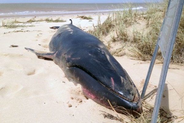 วาฬหายากที่สุดในโลก