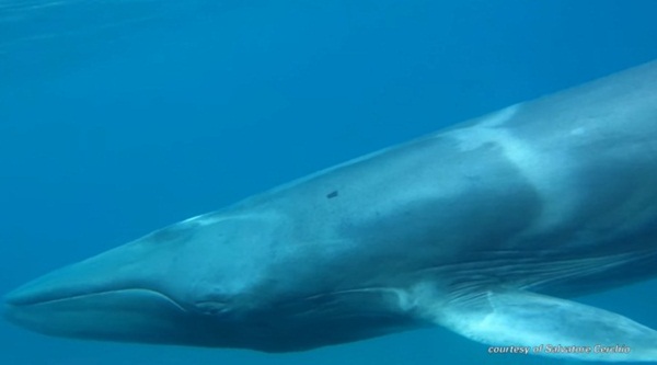 วาฬหายากที่สุดในโลก