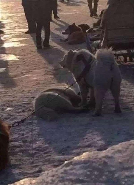 สุนัขลากเลื่อนจีนถูกใช้งานโหด