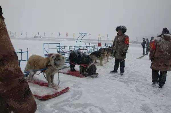 สุนัขลากเลื่อนจีนถูกใช้งานโหด