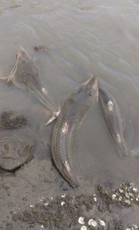 ซากลูกฉลามหลายสิบตัวถูกทิ้งเกลื่อน