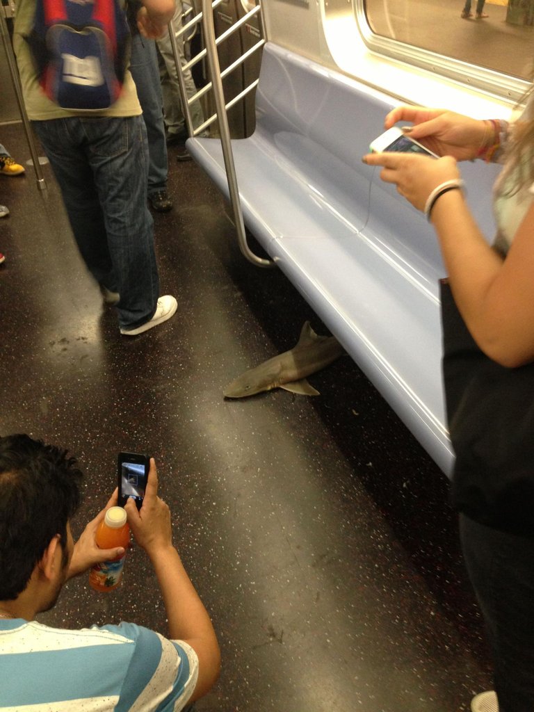 ผู้โดยสารตะลึง พบฉลามในรถไฟฟ้าใต้ดินนิวยอร์ก
